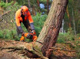 Best Stump Grinding and Removal  in Valley Center, CA