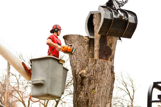  Valley Center, CA Tree Care Pros